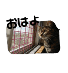 我が家の猫様①あずきあんこごま（文字あり（個別スタンプ：23）