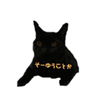 我が家の猫様①あずきあんこごま（文字あり（個別スタンプ：25）