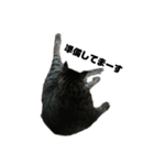 我が家の猫様①あずきあんこごま（文字あり（個別スタンプ：26）