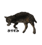 我が家の猫様①あずきあんこごま（文字あり（個別スタンプ：27）