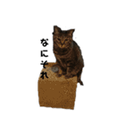 我が家の猫様①あずきあんこごま（文字あり（個別スタンプ：28）