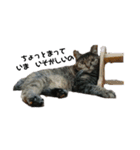 我が家の猫様①あずきあんこごま（文字あり（個別スタンプ：31）