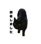 我が家の猫様①あずきあんこごま（文字あり（個別スタンプ：32）