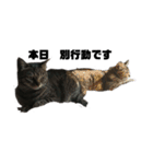 我が家の猫様①あずきあんこごま（文字あり（個別スタンプ：33）