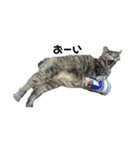 我が家の猫様①あずきあんこごま（文字あり（個別スタンプ：34）