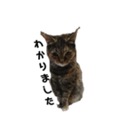 我が家の猫様①あずきあんこごま（文字あり（個別スタンプ：35）