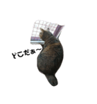 我が家の猫様①あずきあんこごま（文字あり（個別スタンプ：36）