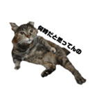 我が家の猫様①あずきあんこごま（文字あり（個別スタンプ：38）