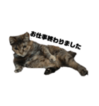 我が家の猫様①あずきあんこごま（文字あり（個別スタンプ：39）