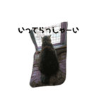我が家の猫様①あずきあんこごま（文字あり（個別スタンプ：40）