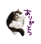 くろーねのかっこいいスタンプ（個別スタンプ：3）
