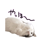 くろーねのかっこいいスタンプ（個別スタンプ：10）