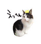 くろーねのかっこいいスタンプ（個別スタンプ：11）