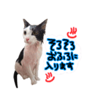 くろーねのかっこいいスタンプ（個別スタンプ：13）