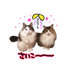 くろーねのかっこいいスタンプ（個別スタンプ：24）