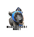 甲斐犬 カイくん（個別スタンプ：5）