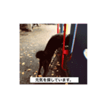 甲斐犬 カイくん（個別スタンプ：8）