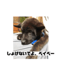 甲斐犬 カイくん（個別スタンプ：9）