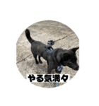 甲斐犬 カイくん（個別スタンプ：11）