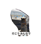 甲斐犬 カイくん（個別スタンプ：14）