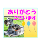 ミニチュアシュナウザーの日常会話（個別スタンプ：1）