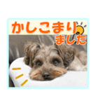 ミニチュアシュナウザーの日常会話（個別スタンプ：2）