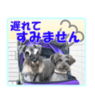 ミニチュアシュナウザーの日常会話（個別スタンプ：3）