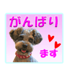 ミニチュアシュナウザーの日常会話（個別スタンプ：5）