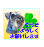ミニチュアシュナウザーの日常会話（個別スタンプ：6）