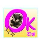 ミニチュアシュナウザーの日常会話（個別スタンプ：7）
