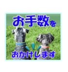 ミニチュアシュナウザーの日常会話（個別スタンプ：8）