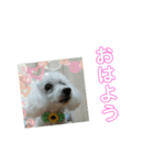 まあく君（個別スタンプ：1）