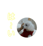 まあく君（個別スタンプ：4）