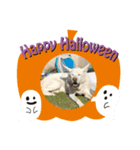 ハナとチーズでハロウィン（個別スタンプ：1）