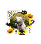 ハナとチーズでハロウィン（個別スタンプ：2）