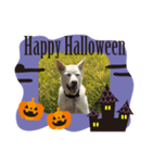 ハナとチーズでハロウィン（個別スタンプ：3）