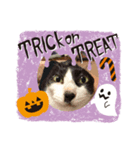 ハナとチーズでハロウィン（個別スタンプ：5）
