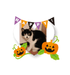 ハナとチーズでハロウィン（個別スタンプ：7）