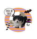 ハナとチーズでハロウィン（個別スタンプ：8）