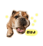 ブルドッグの銀ちゃん（個別スタンプ：1）