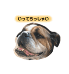 ブルドッグの銀ちゃん（個別スタンプ：2）