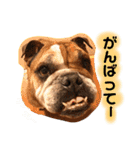 ブルドッグの銀ちゃん（個別スタンプ：4）