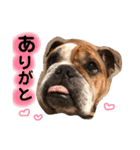 ブルドッグの銀ちゃん（個別スタンプ：12）