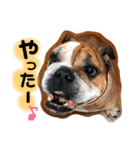 ブルドッグの銀ちゃん（個別スタンプ：14）