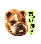 ブルドッグの銀ちゃん（個別スタンプ：18）