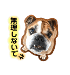 ブルドッグの銀ちゃん（個別スタンプ：28）