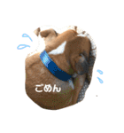ブルドッグの銀ちゃん（個別スタンプ：29）