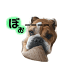 ブルドッグの銀ちゃん（個別スタンプ：30）