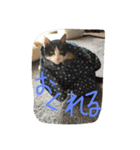 くうちゃんスペシャル（個別スタンプ：7）