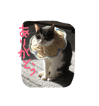 くうちゃんスペシャル（個別スタンプ：8）
